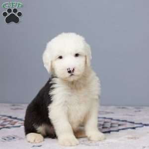 Bruce, Old English Sheepdog Puppy